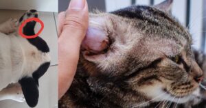 Otoematoma nel cane e nel gatto: cause, sintomi e trattamento