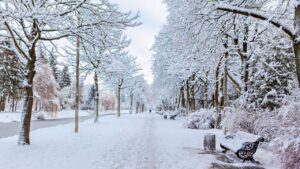 Trova il coniglio bianco tra la neve: allena la tua mente e risolvi l’indovinello | Livello difficoltà 7,5