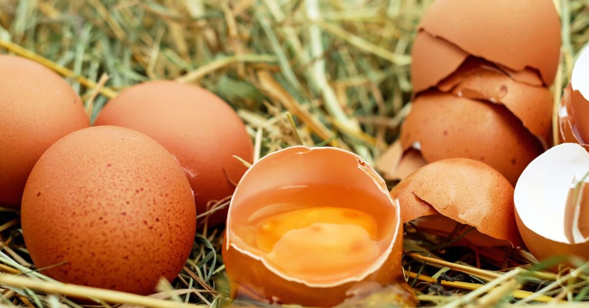 Da cosa dipende la colorazione del guscio delle uova e quali sono le migliori? Ecco la risposta