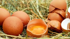 Da cosa dipende la colorazione del guscio delle uova e quali sono le migliori? Ecco la risposta
