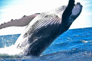 Le balene non si ammalano mai di cancro: il grande mistero della medicina, perché capita?