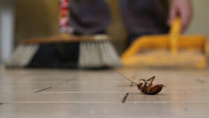 Intrusi indesiderati: scopri i rifugi segreti delle blatte e come difendere la tua casa