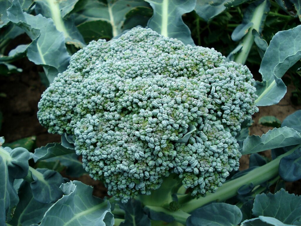 broccoli