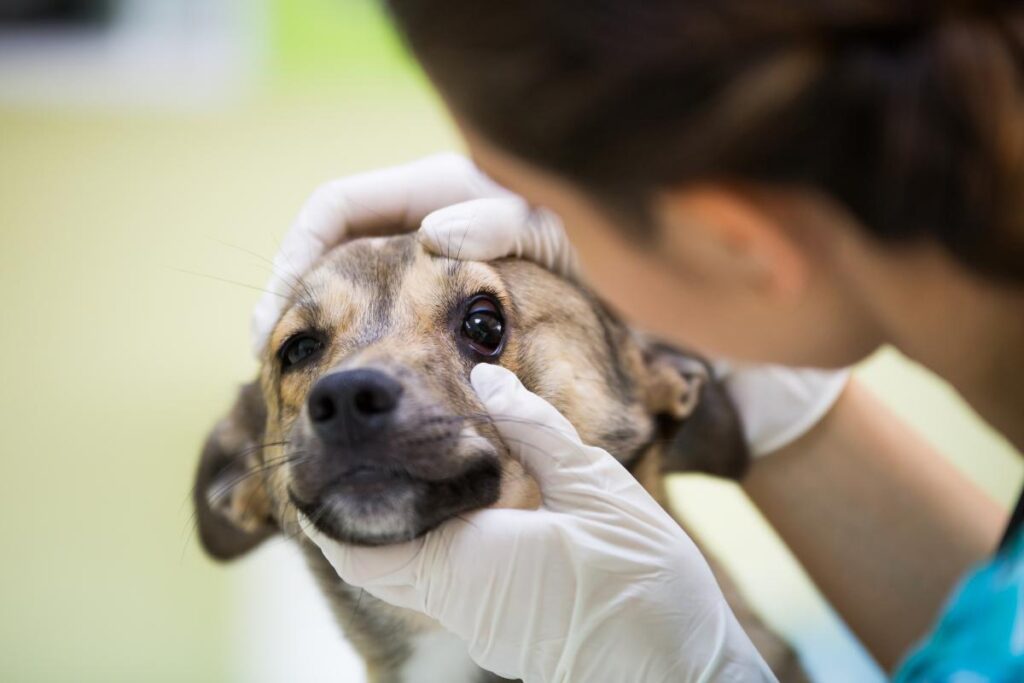 Il tuo cane barcolla e vomita? Attenzione a questi due sintomi, ecco di cosa si tratta