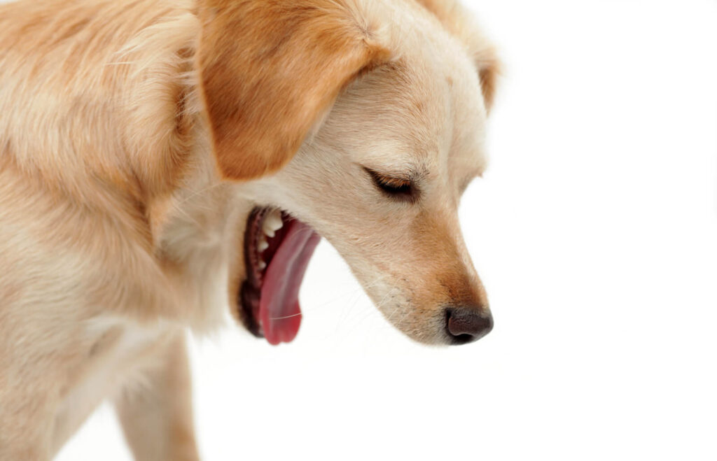 Cane che vomita: quando andare dal veterinario