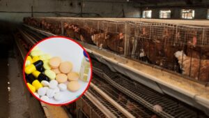 L’abuso di antibiotici negli allevamenti: il rischio nascosto nel tuo piatto!