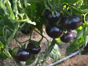 Mai sentito parlare del pomodoro nero? Scopri perché fa bene