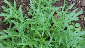 Rucola selvatica saltata: il contorno fresco e sfizioso che cambierà le tue cene!