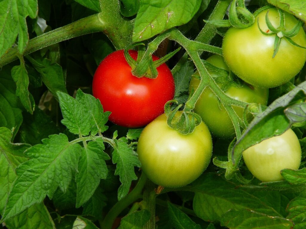 tagliare le foglie dei pomodori