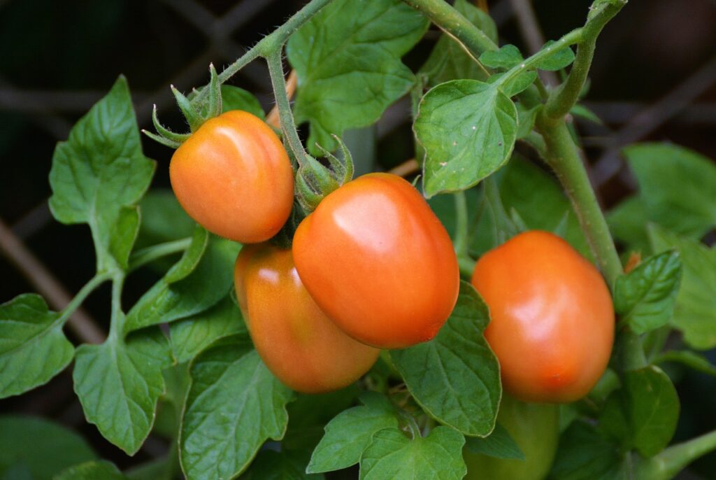 tagliare le foglie dei pomodori