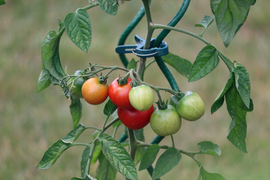 tagliare le foglie dei pomodori