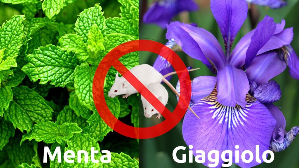 Proteggi il tuo giardino dai topi: le 4 piante ‘miracolose’ che non sopportano