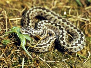 Uomo morso da una vipera in Sicilia: cosa fare se capita anche a te?