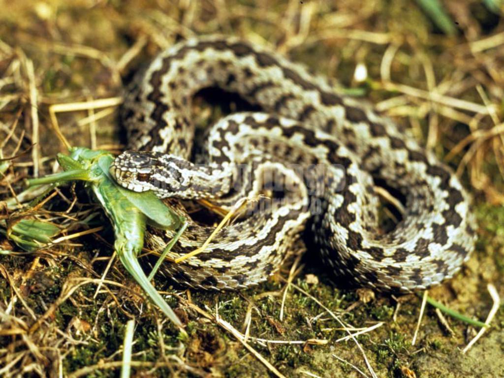 Vipera.