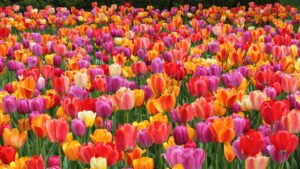 Allena la tua mente: trova la piccola ape tra i tulipani | Solo 1 persona su 10 ci riesce!