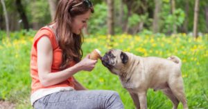 Il nostro cane può mangiare il gelato? Cosa è meglio sapere