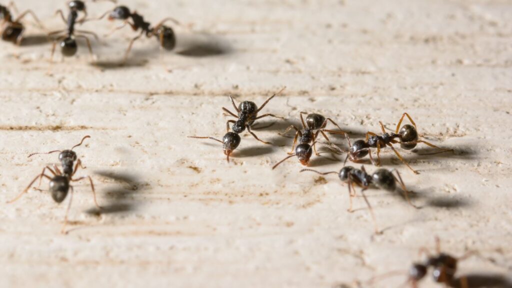 Il metodo naturale per allontanare le formiche: addio ad insetticidi o sostanze chimiche