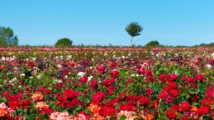 Illusione ottica: trova i 2 tulipani tra le rose! Metti alla prova la tua mente!