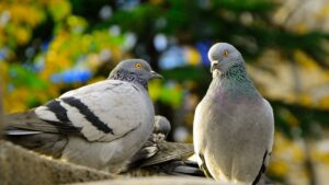 Piccioni invadenti? Ecco tre trucchi geniali per allontanarli dal tuo balcone