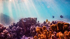 Indovinello: trova la stella marina nascosta nel misterioso fondale marino! Livello difficoltà 8,5