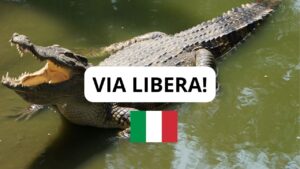 Carne di coccodrillo in vendita liberamente anche in Italia: ecco quanto costa un vasetto!