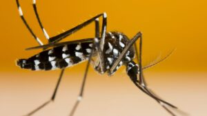 Scopri quali zanzare sono pericolose per la nostra salute