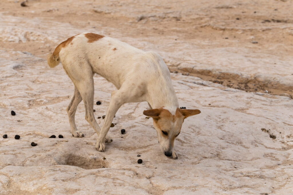 cane mangia la cacca