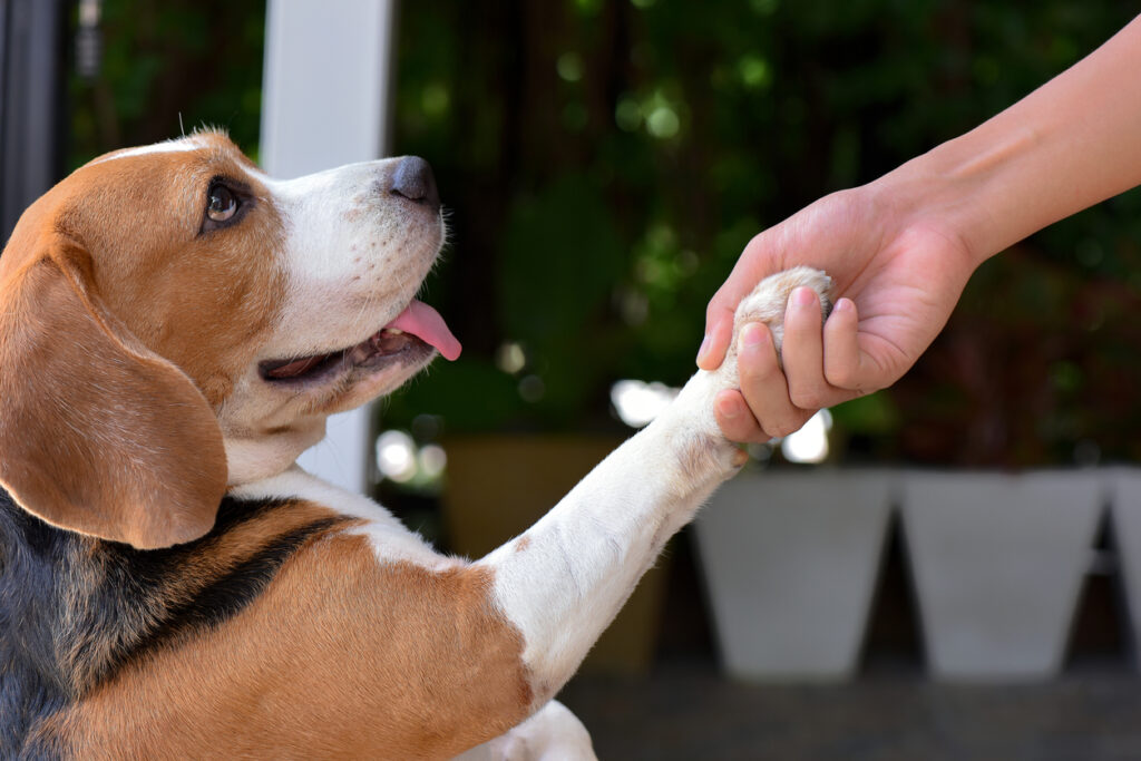 Cane che poggia zampa sulla mano.