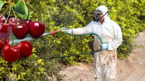Svelato il segreto: come eliminare veramente i pesticidi dalle tue ciliegie