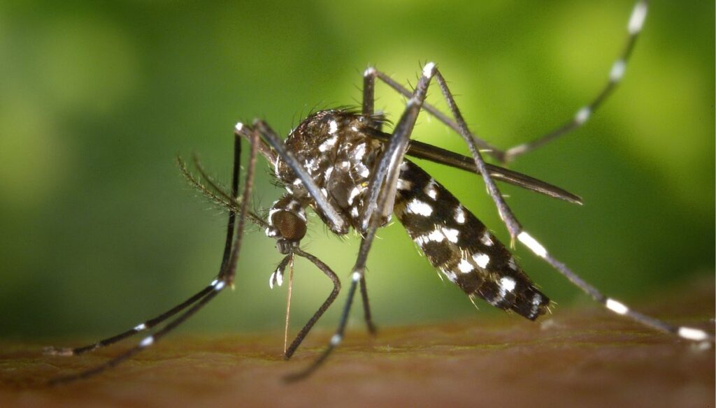 come fanno le zanzare a scegliere chi pungere