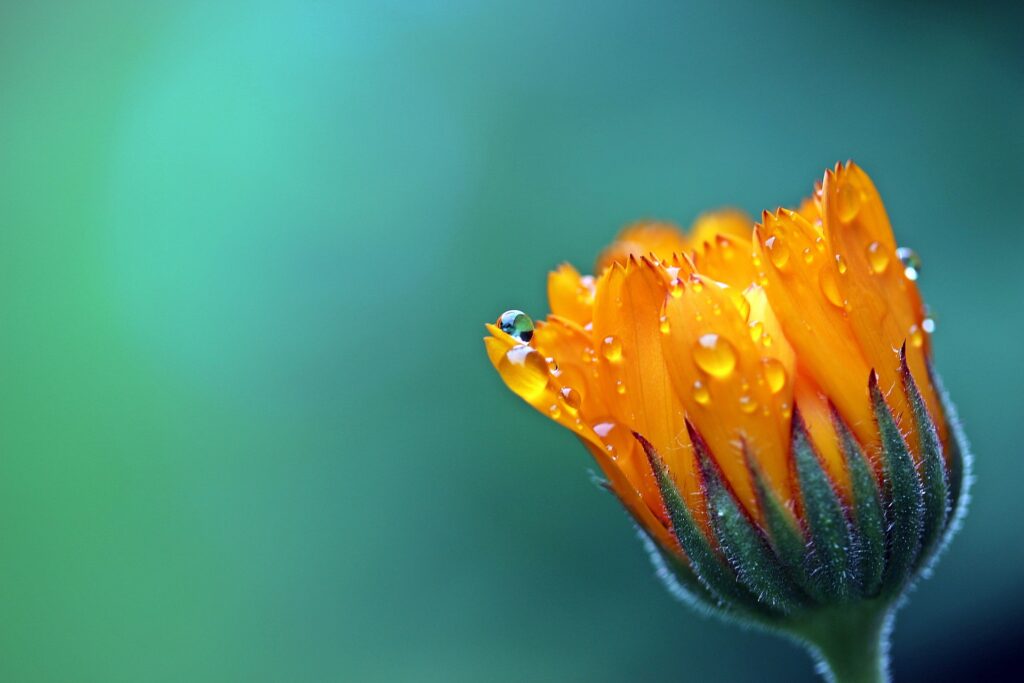 Calendula: tutti i benefici della pianta antibatterica