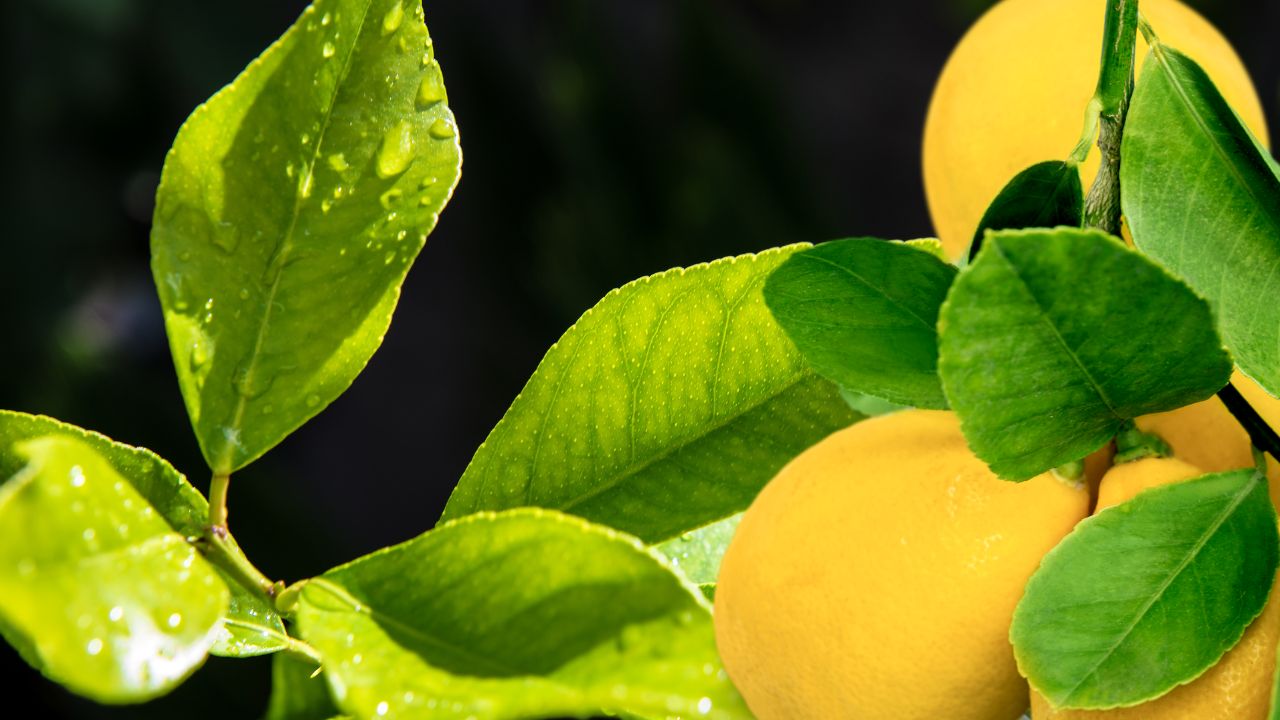 Set Set Di 12 Portatovaglioli Di Limone, Con Foglie Di Limone Per