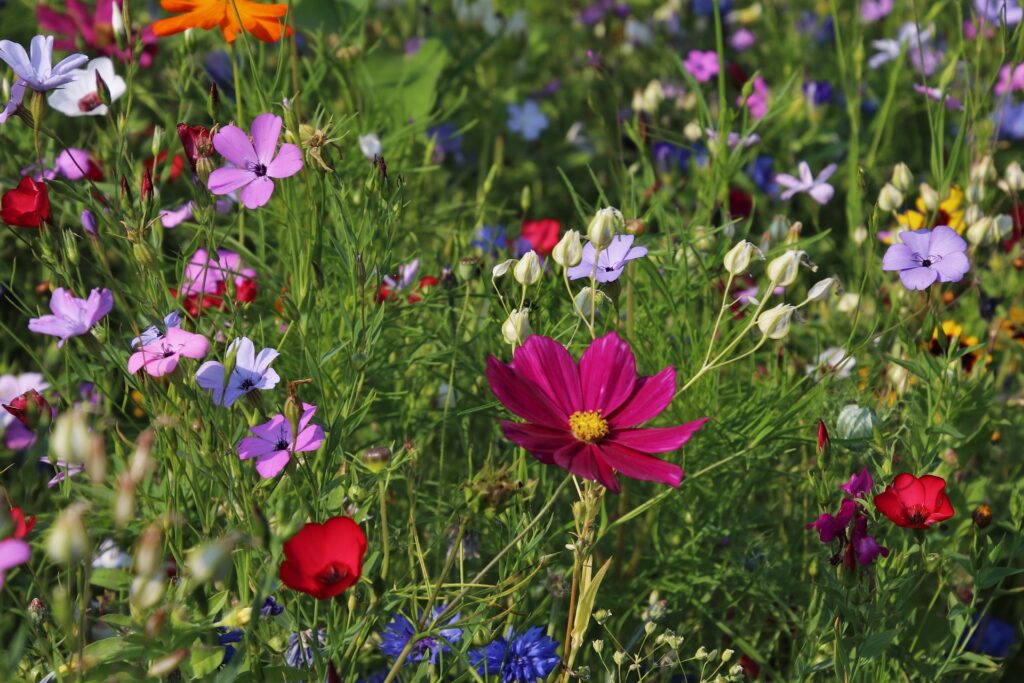 Quanto spesso dovresti innaffiare il giardino di casa tua?