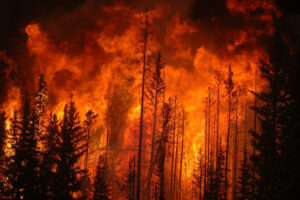 Prevenire gli incendi nelle foreste è possibile?