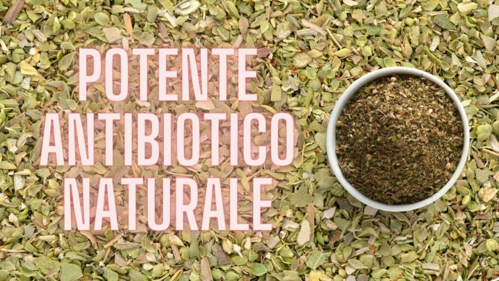 Origano: tutti i benefici di questa spezia con proprietà antibiotiche! Inseriscilo nella tua dieta!