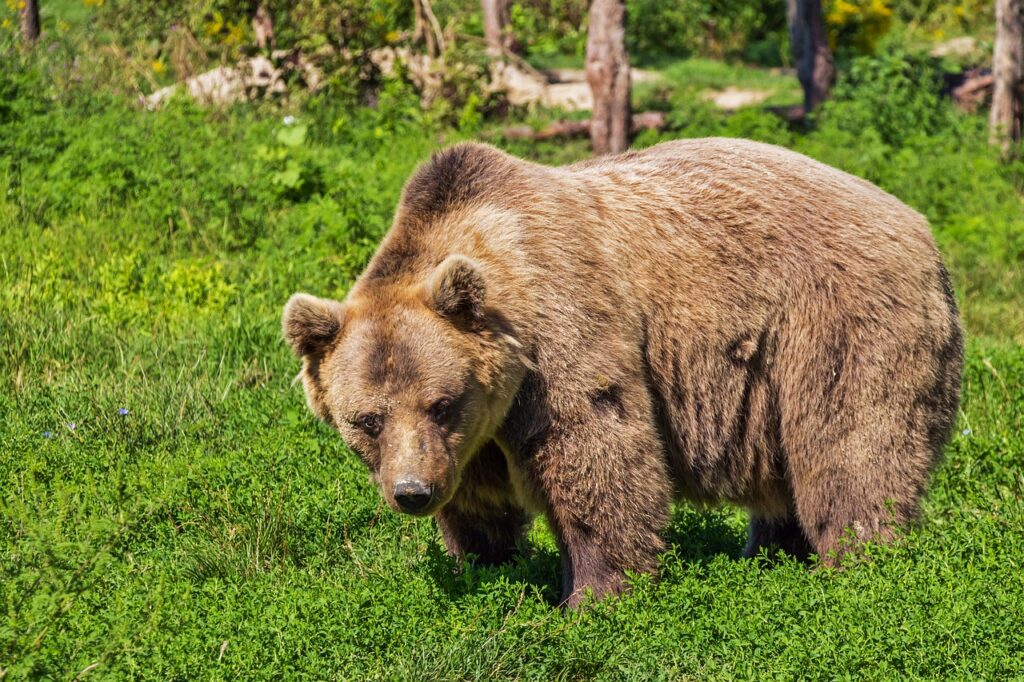 Cosa devi fare se t'imbatti in un orso