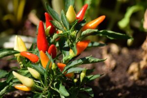 Cosa succede al tuo corpo se mangi spesso il peperoncino