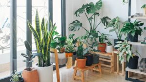 Il potere nascosto delle piante d’appartamento: migliorano davvero la qualità dell’aria?