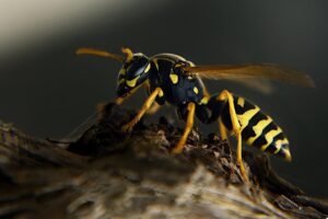 60enne aggredito da uno sciame di vespe: rischia la vita