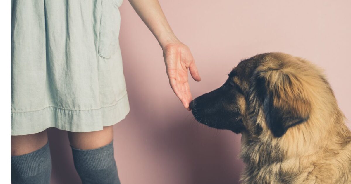 Perché i cani annusano le parti intime degli esseri umani?