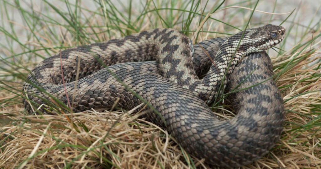 Vipera