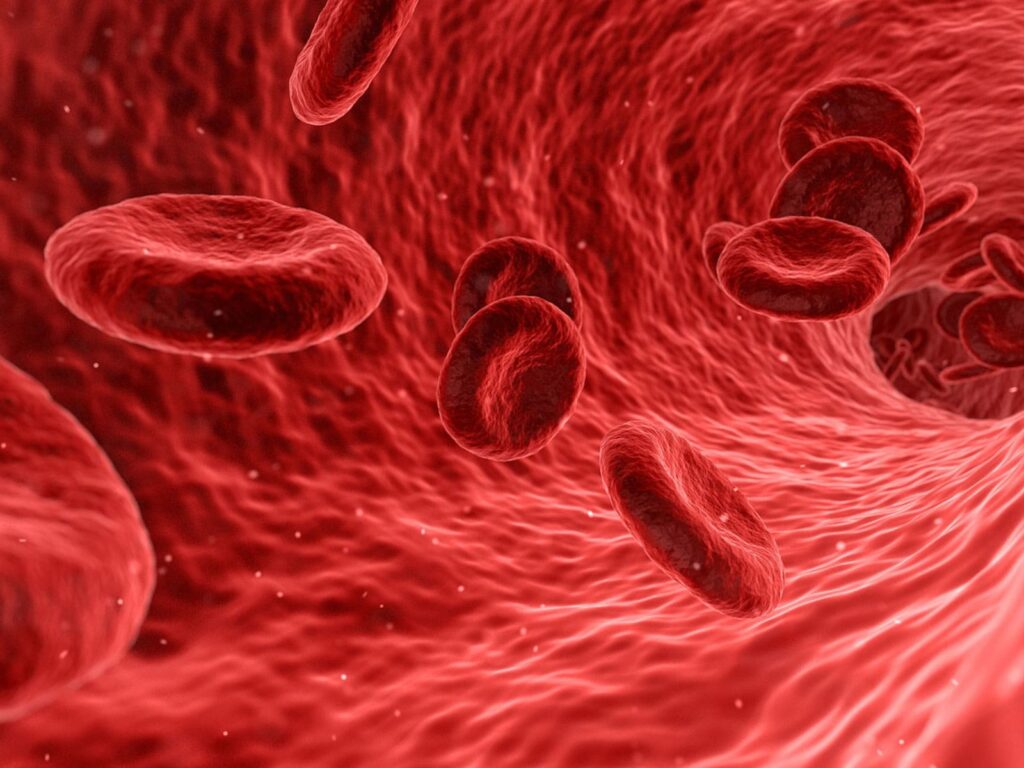 Quali sono i cibi che fanno bene alla circolazione sanguigna? La lista da conoscere