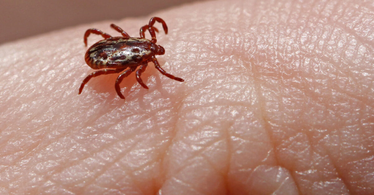 Febbre maculosa altri 3 bambini morti, di cosa si tratta?