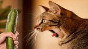 Perché i gatti hanno paura dei cetrioli? La curiosità