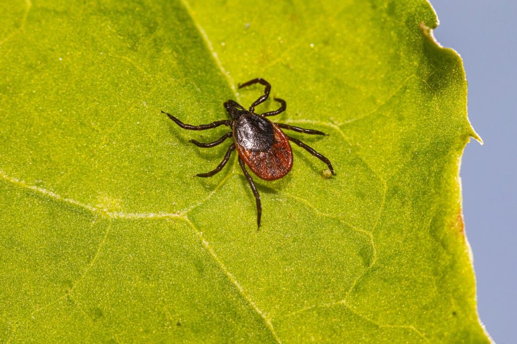 Malattia di Lyme: cos’è e quali sono i sintomi?