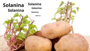 Quando le patate fanno i germogli si possono mangiare?