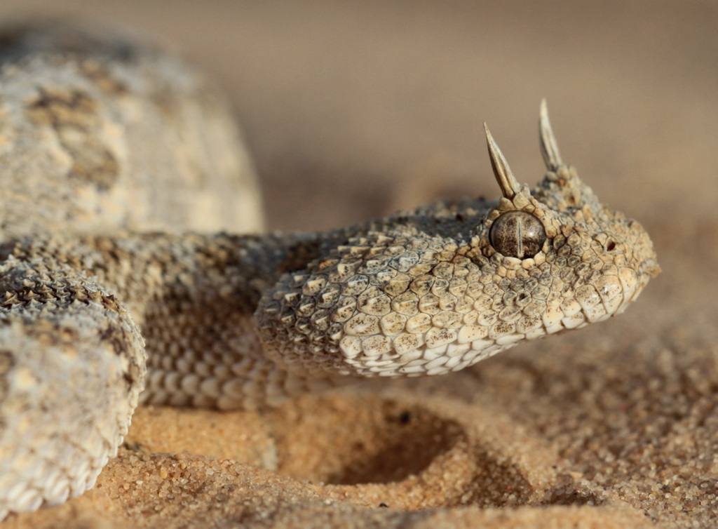 Morso dalla vipera che teneva in casa, giovane finisce in terapia intensiva