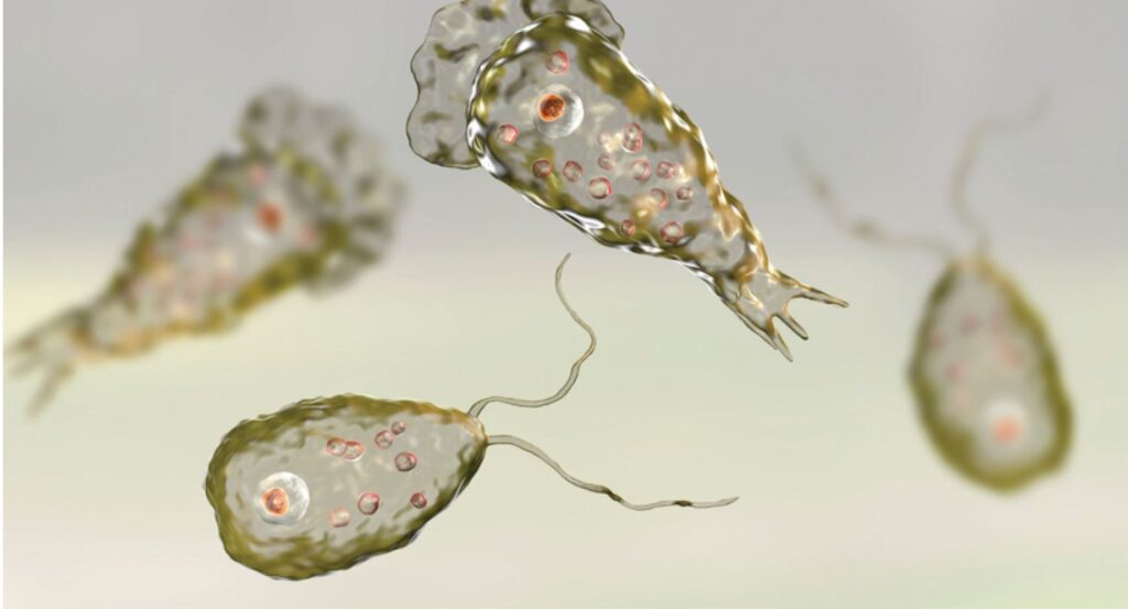 Naegleria fowleri