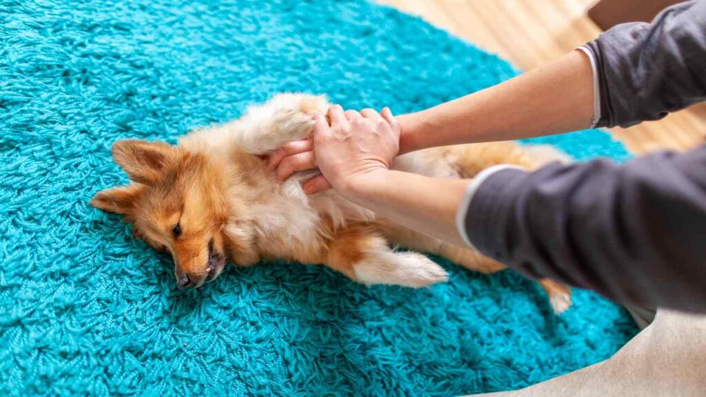 Cane in arresto cardiaco.