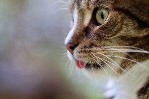 Influenza aviaria, focolaio di contagi nei gatti: l’allerta dell’OMS